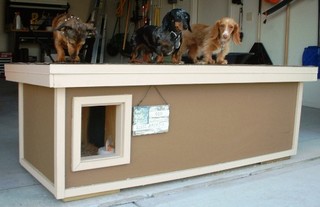 Chewy, Triumph, & Lexi - Nebraska
